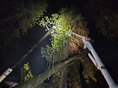 Large Tree Pruning