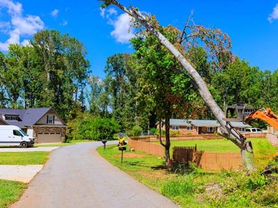 Old Tree Trunk Removal