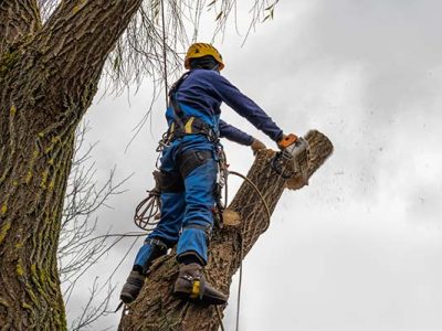 Professional Arborist