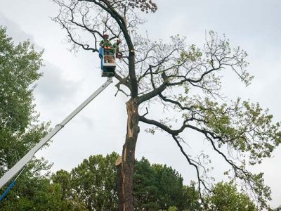 Professional Tree Pruning