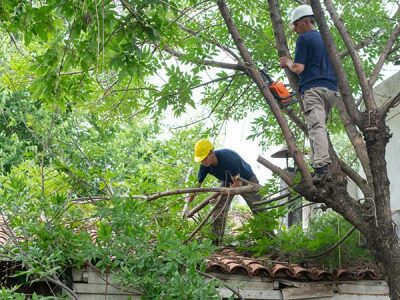 Professional Tree Trimming