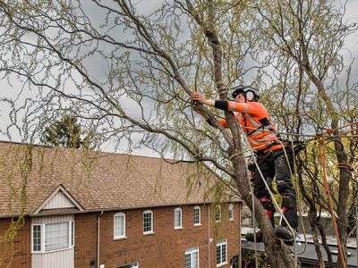 Residential Arborist