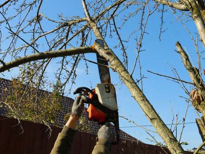 Residential Tree Pruning
