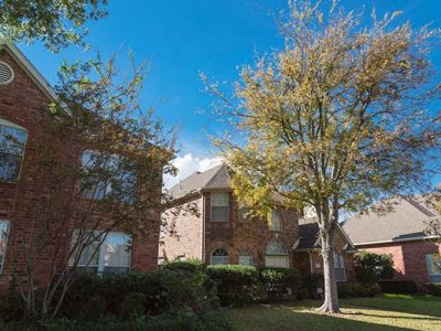 Residential Tree Trimming