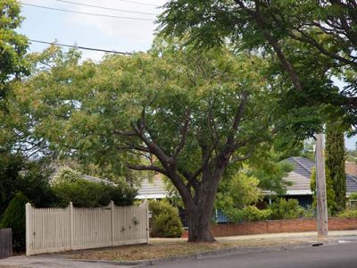Tree Care Services