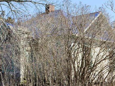 Tree Shrub Removal