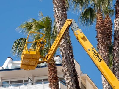 Tree Trimming Pruning