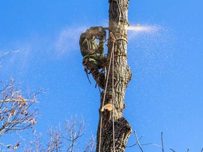 Tree Trunk Removal