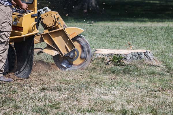 Tree Stump Removal Services Tree Stump Removal Services