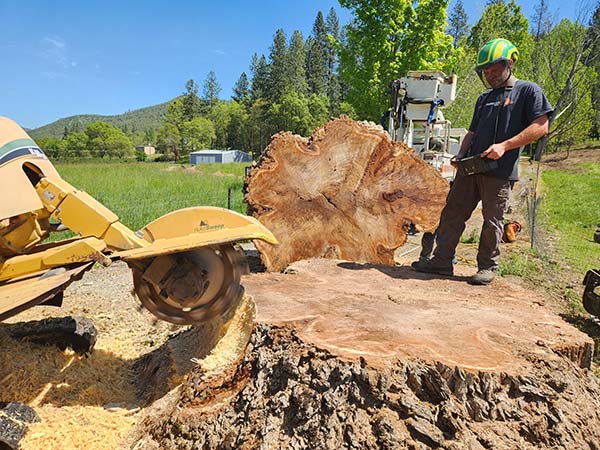 Stump Grinding Service Stump Grinding Service