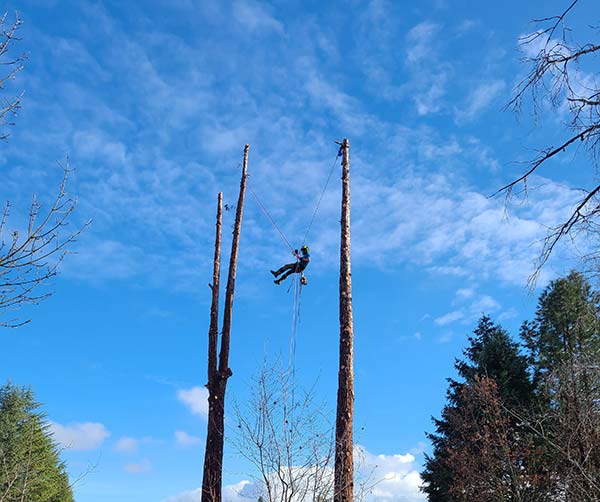 Tree Removal Service Tree Removal Service