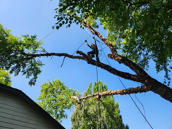 Tree Trimming Service