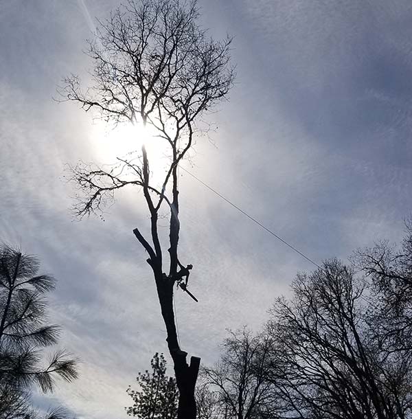 Tree Service Contractors Tree Service Contractors